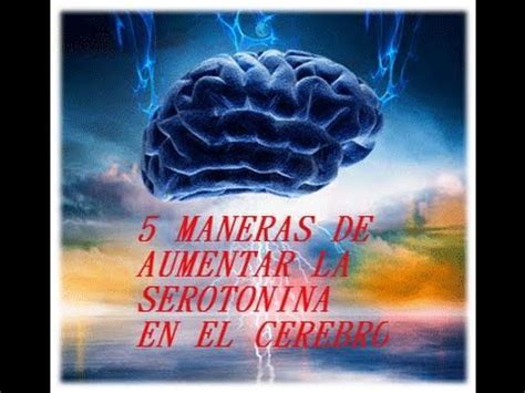 Las 5 MANERAS DE AUMENTAR LA SEROTONINA EN EL CEREBRO El Rincon De Wally