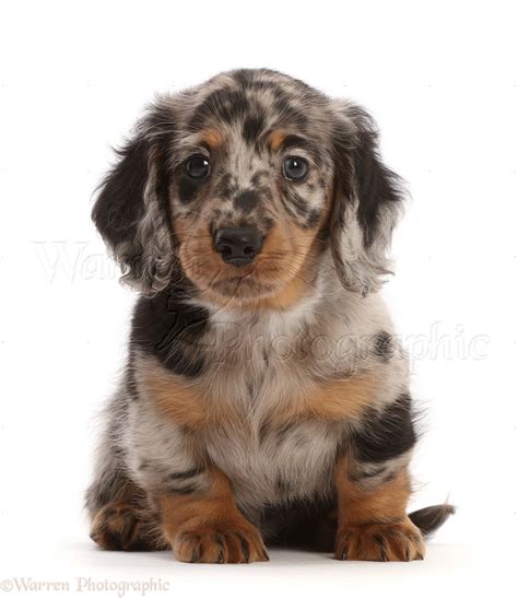 How Long Is A Dachshund A Puppy