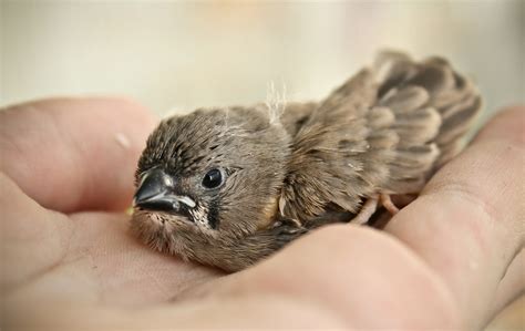 Zebra Finch Baby Astakatrin Flickr