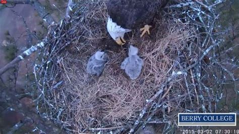 Berry College Eagle Cam. Mama and Two Babies | Bald eagle, Eagle cam ...