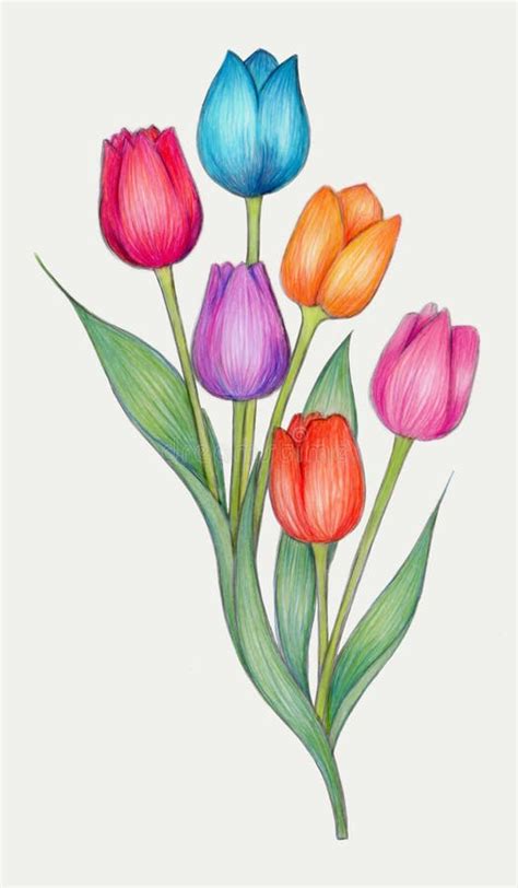 Disegno Di Matite Colorato Dei Tulipani Illustrazione Di Stock