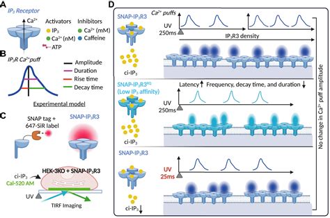 Ip3rs Puff Along A Snappy Dance With Ip3 And Ca2 Journal Of