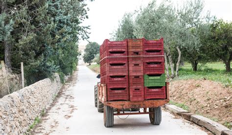 Vendemmie Azienda Agricola Arianna Occhipinti