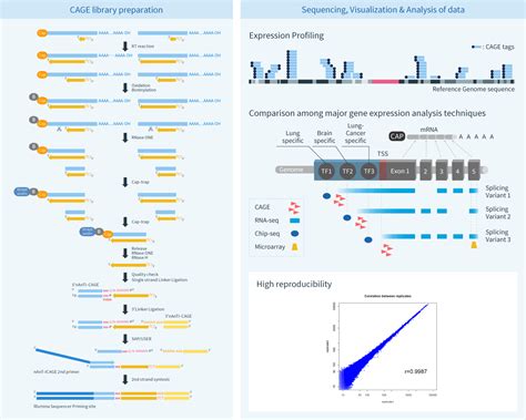 Cage A Highly Sensitive And Precise Means Of Gene Expression Analysis