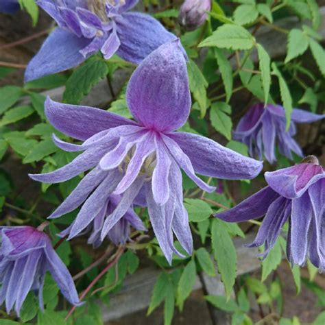 Clematis Alpina Blue Dancer Clematis Blue Dancer In Gardentags