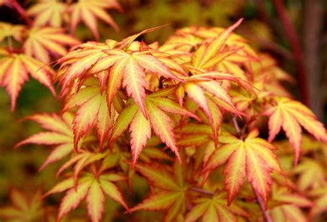 ACER Palmatum Sangokaku Erable Du Japon Plantes Shopping