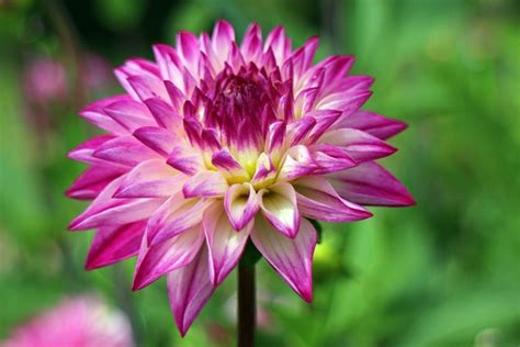 Dahlien Dahlia Georginen Kostenloses Foto Auf Pixabay Pixabay