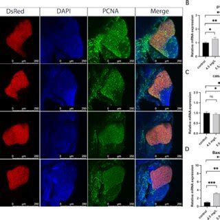 Acenaphthene Inhibited Proliferation And Induced Apoptosis Of Liver