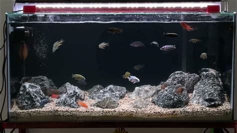 African Cichlid Tank Setup Youtube