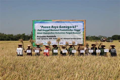 Panen Perdana Ugm Memperkenalkan Varietas Padi Unggul Gamagora Di