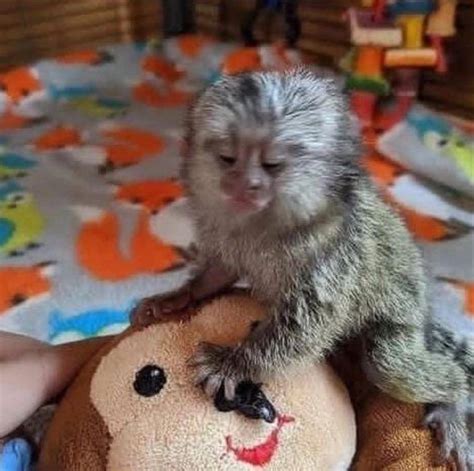 Marmoset Capuchin Monkeys For Sale 447308659604