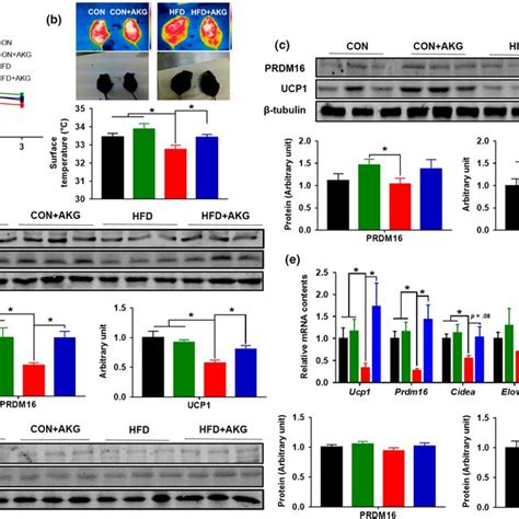 Alphaketoglutarate Supplementation Regulates Thermogenesis After Cold