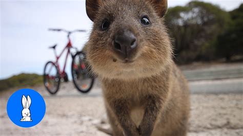 Quokka : Quokka 11 Facts About Australia S Cutest Animal - Quokkas are small wallabies (think ...