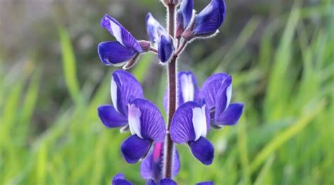 27 Native Wildflowers for California Gardens