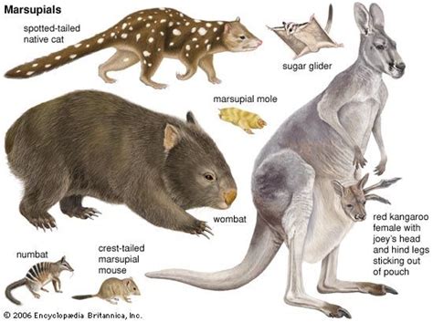 Marsupial Definition Characteristics Animals And Facts Britannica