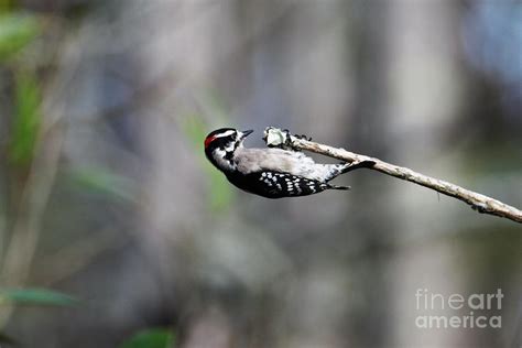 Holding On For Dear Life Photograph By Donald Sawin Fine Art America