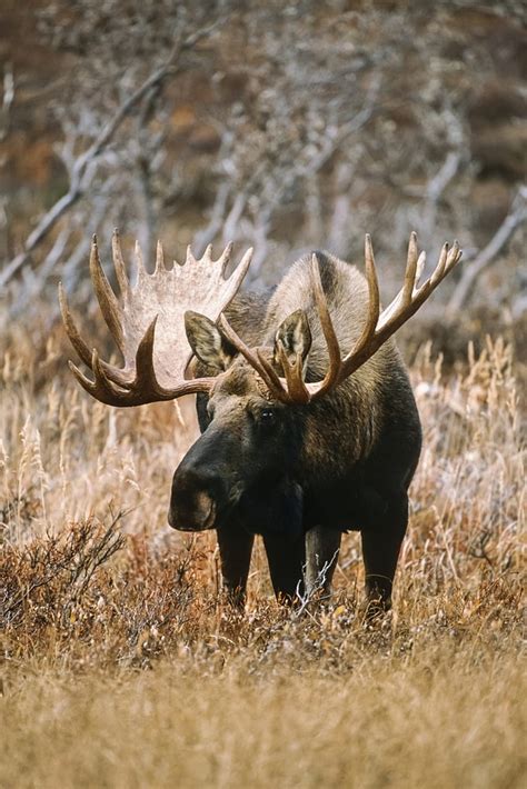 Bull Moose Alces Alces Grazing In The Mountains In Autumn Chugach