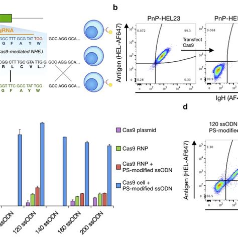 Optimizing Parameters For Homology Directed Repair HDR A An