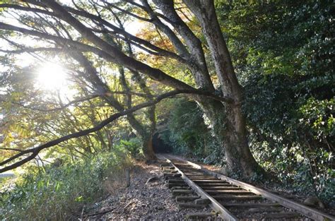 インスタで人気の「日本一美しい廃線跡」ってどこ？ 幻想的な光景が映える線路をまたぐ木々、青々とした竹林｜まいどなニュース