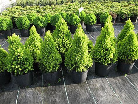Ель канадская Рэйнбоуз Энд (Picea glauca Rainbow's Еnd),хвойные,ель ...