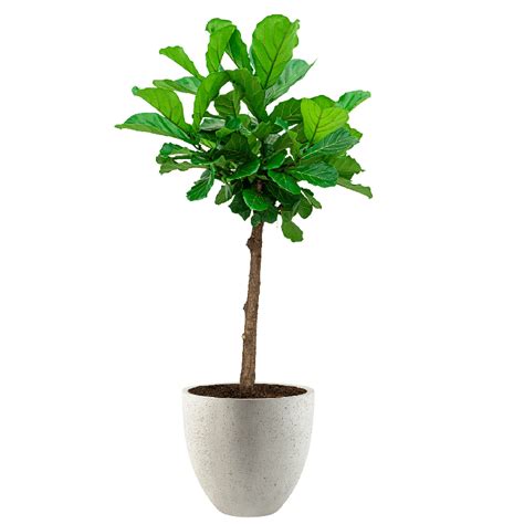 Ficus Lyrata Vertakt In Grigio Egg Concrete Eenvoudig En Snel Online