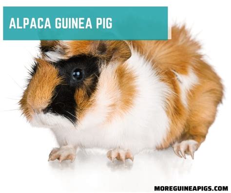 Alpaca Guinea Pig Facts Lifespan Behavior And Care Guide More Guinea