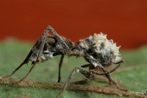 Absurd Creature of the Week: The Zombie Ant and the Fungus That ...