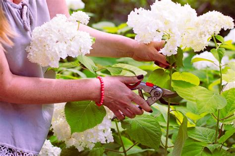 How To Take Hydrangea Cuttings Effectively Horticulture Co Uk