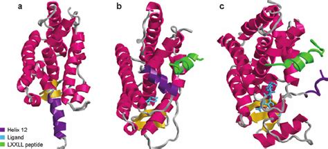 Representative Ribbon Diagrams Of Ligand Binding Domain LBD