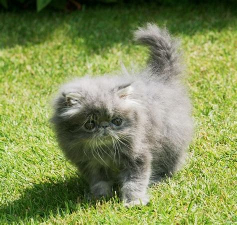 Create Meme Persian Cat Persian Kittens Persian Kitten Grey