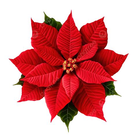 Big Red Poinsettia With Green Leaves Poinsettia Flower Christmas Png