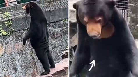 Chinese zoo denies its bears are humans in costume | World News | Sky News