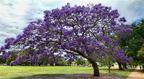 Jacaranda Tree Care | How To Care For It With No Mistakes ...