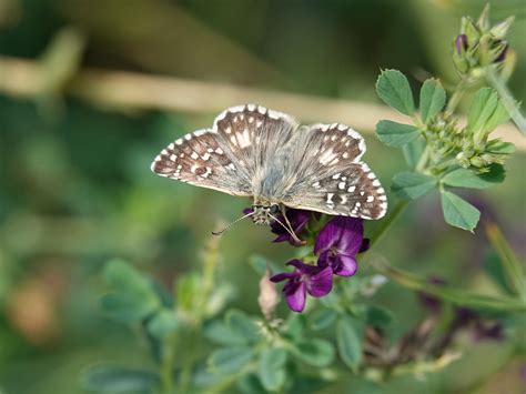 Papillon Armoricain mâle Hespérie des potentilles Pyrgus Flickr