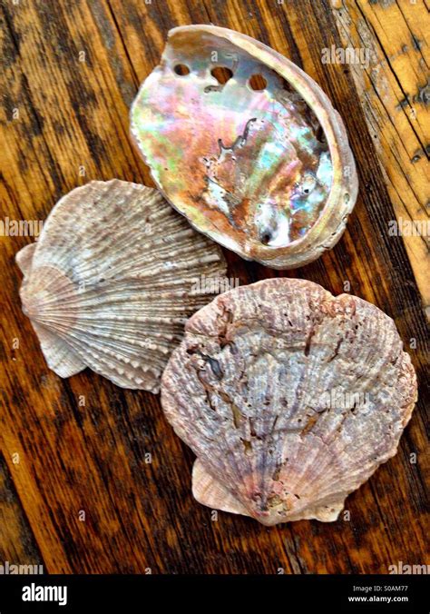 Beachcombing finds - scallop and abalone shells Stock Photo - Alamy