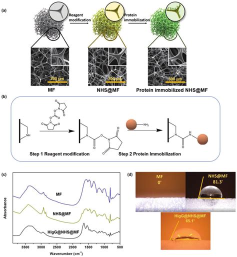 A Schematic Illustration Of The Protein Immobilization On Nhs Mf And