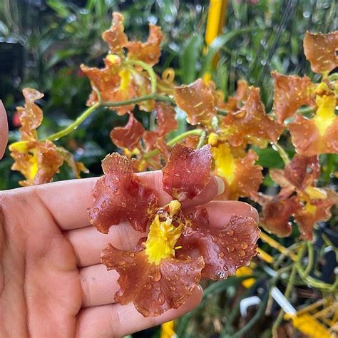 Oncidium crispum Orquídeas Cia