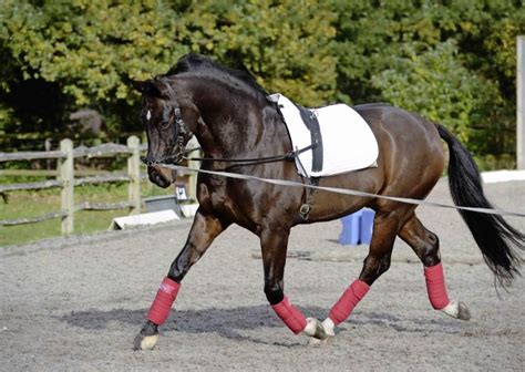 How To Lunge Your Horse ⋆ How To Dressage