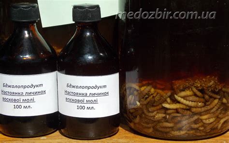 Восковая моль (настойка). Купить восковую моль.