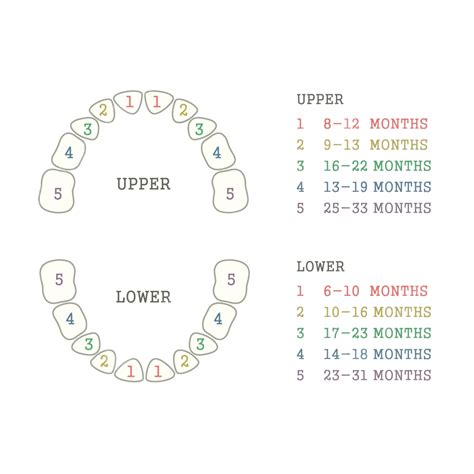 Baby Tooth Chart Anatomy Mouth Child Vector Anatomy Mouth Child Png