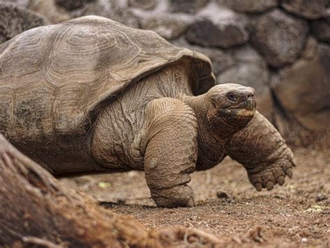 Giant Tortoise Endangered Species In The Galapagos Blog Discover
