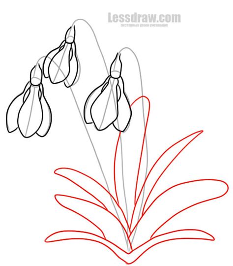 Как нарисовать подснежник поэтапно карандашом | Lessdraw