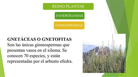 Las Plantas Y Su Clasificación Ppt