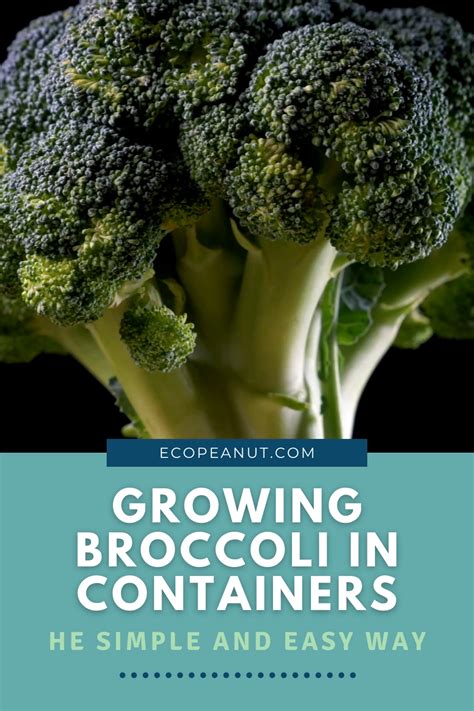 Growing Broccoli In Containers Artofit