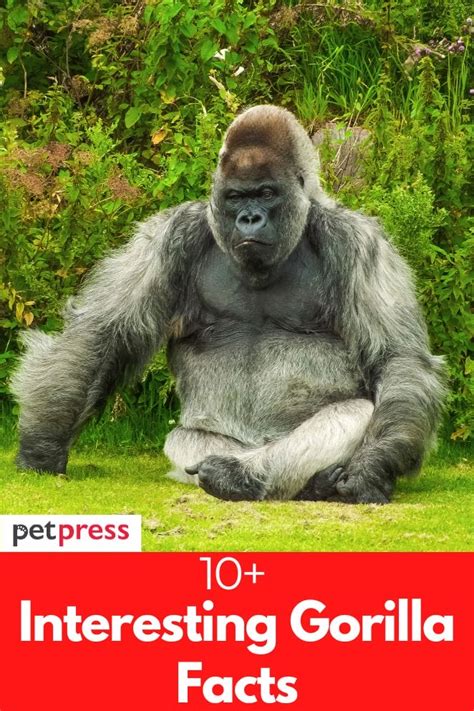 10+ Interesting Gorilla Facts That Most People Don't Know