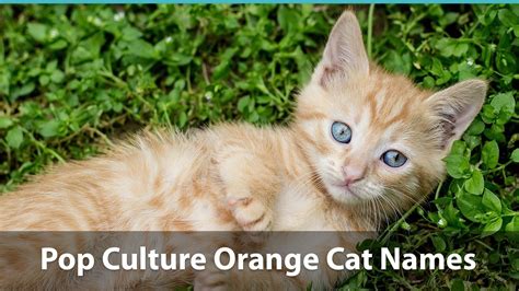 Top 200+ Names For Orange Cats: Funny, Traditional, Unique, And More!