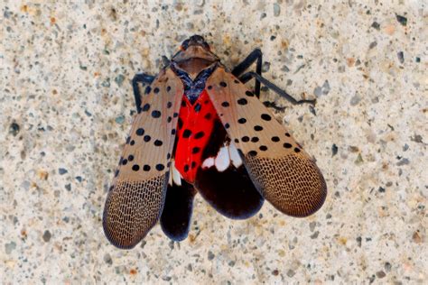 Time For Kids Bye Bye Lanternfly