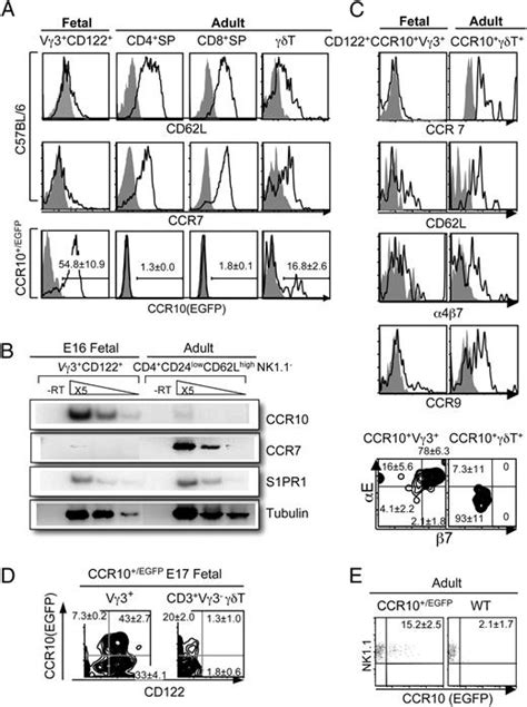 Ccr10 Is Important For The Development Of Skin Specific γδt Cells By