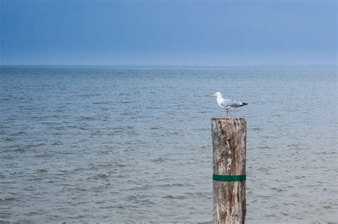 Free Images Sea Shore Ocean Coast Beach Body Of Water Horizon