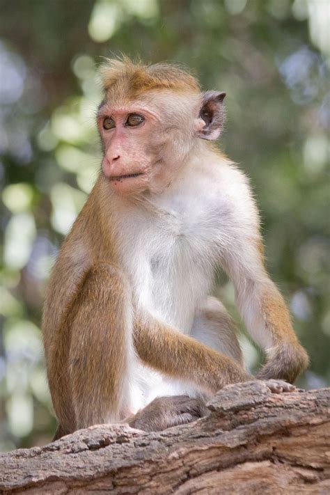 Die Besten 25 Different Types Of Monkeys Ideen Auf Pinterest Affen